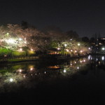 刈谷亀城公園夜桜