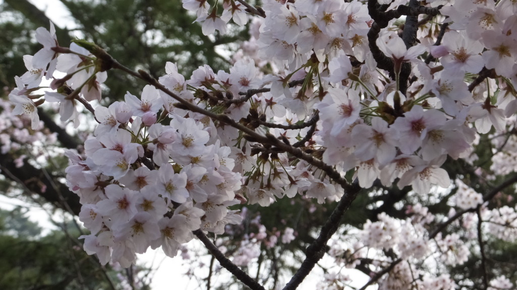 刈谷亀城公園の桜201604025