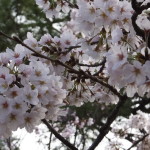 刈谷亀城公園の桜201604025