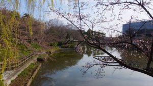 刈谷市亀城公園桜2017