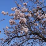 刈谷市亀城公園桜2017